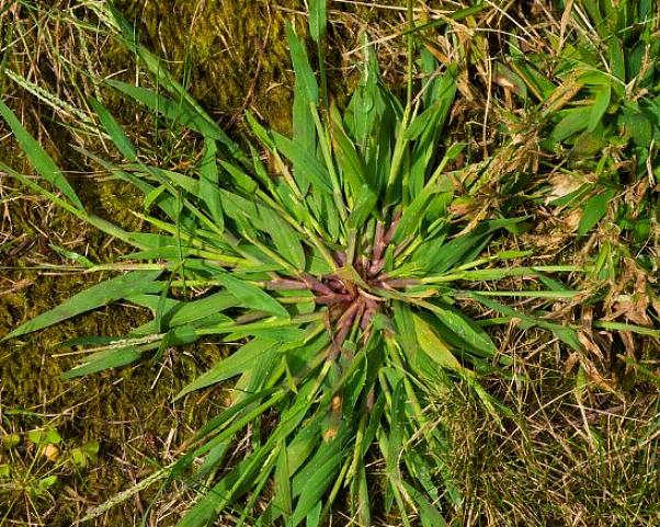 Crabgrass-udryddelse har inspireret en hel produktkategori