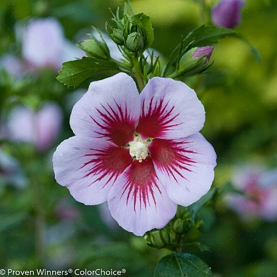 Er blomsterne bedst i juli og august