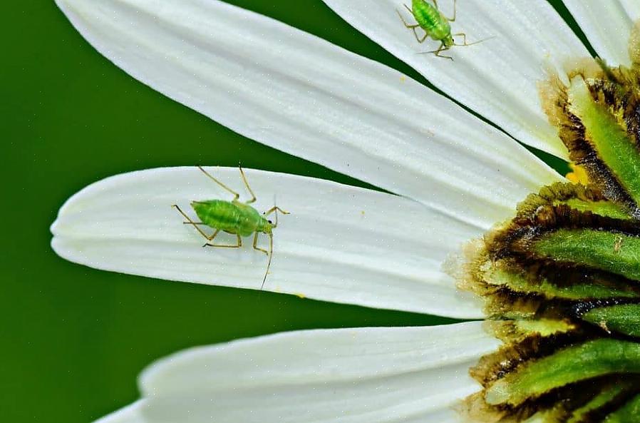 Gartnere plejede at koge vand med Fels-naptha sæbe for at skabe et effektivt sæbeinsekticid