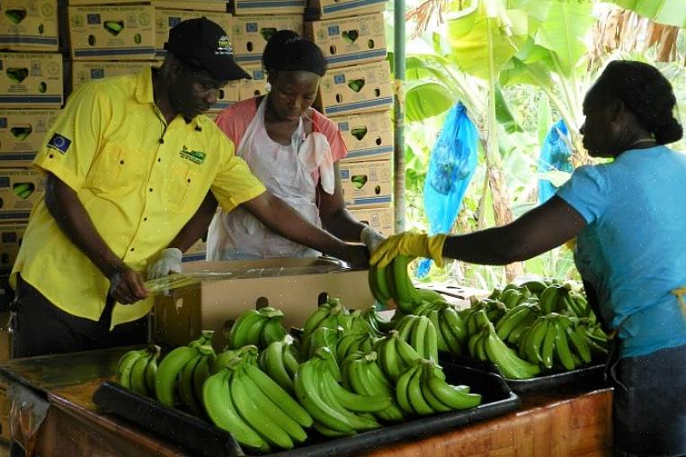 Plantaner trives i komprimeret jord