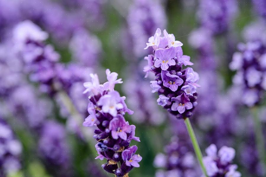 Disse planter stammer fra en hybrid mellem engelsk lavendel