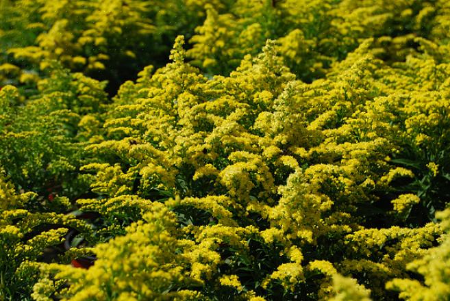 / eller klatrer fra denne liste over blomstrende planter til Michigan haver