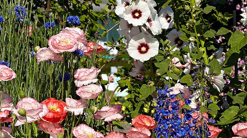 Dine afskårne blomster har brug for en jord