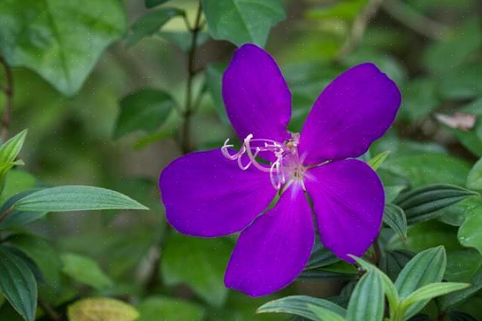Med hensyn til lethed er Tibouchina ikke så svært at dyrke indendørs