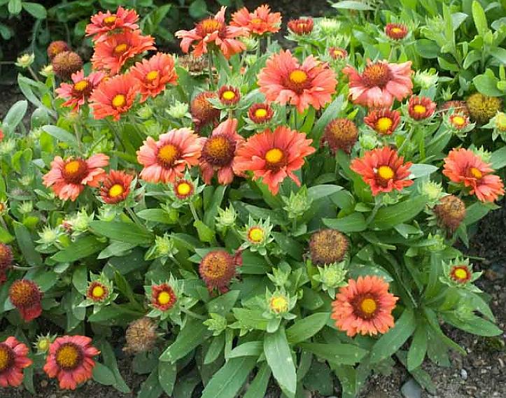 De fleste af de moderne tæppeblomster