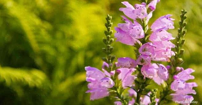 Lydig plante (Physostegia virginiana) fik sit almindelige navn