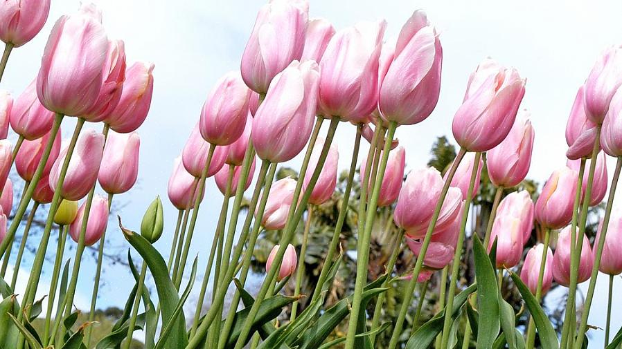 Når du først planter forårblomstrende løg