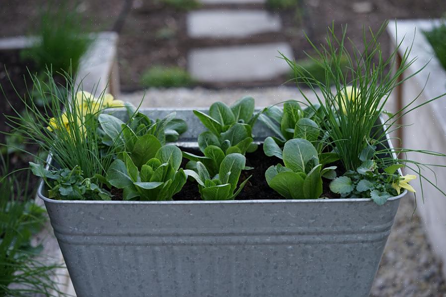 Tricket med at holde dine snit-og-kom-igen planter i gang er at begynde at høste de ældste blade