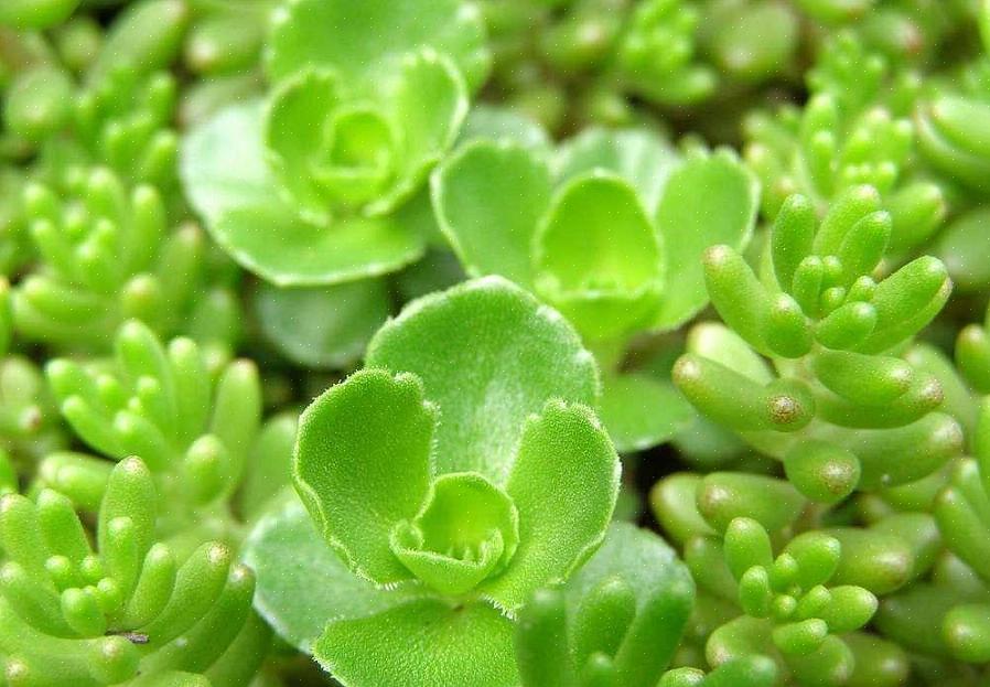 Prangende Stonecrop