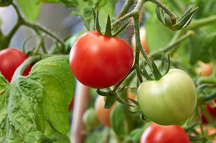 "Subarctic" producerer en høst af 4 gram røde