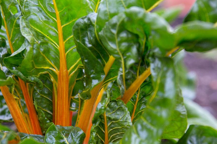 Schweizisk chard