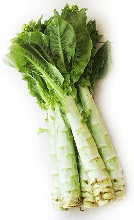 Hvis salatfrø sættes i jorden