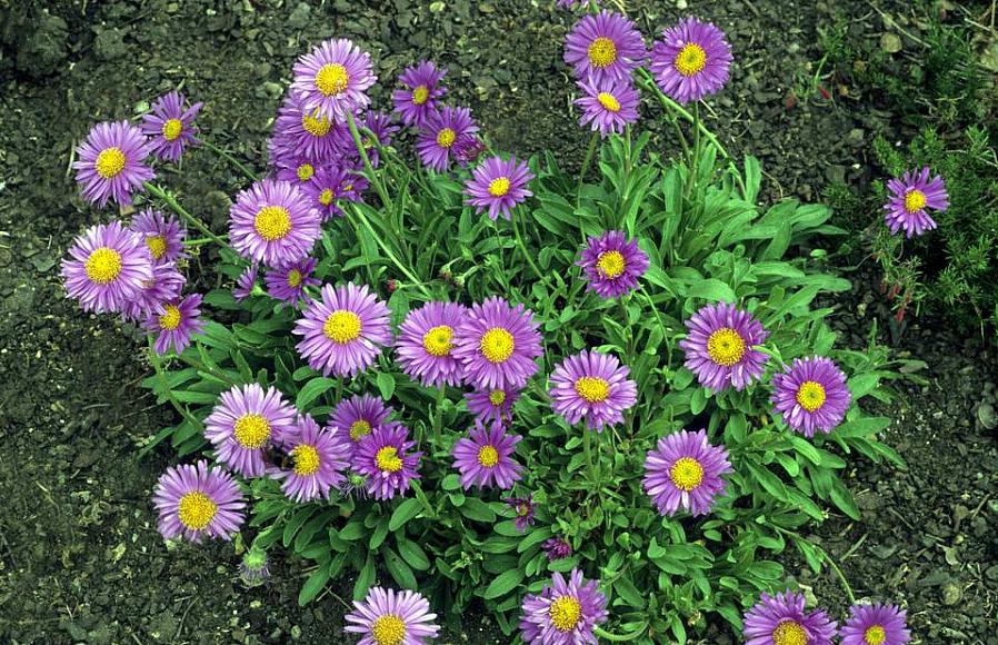Giver gartnere et tæppe af daisylignende blomster på en kompakt plante fra august til oktober afhængigt