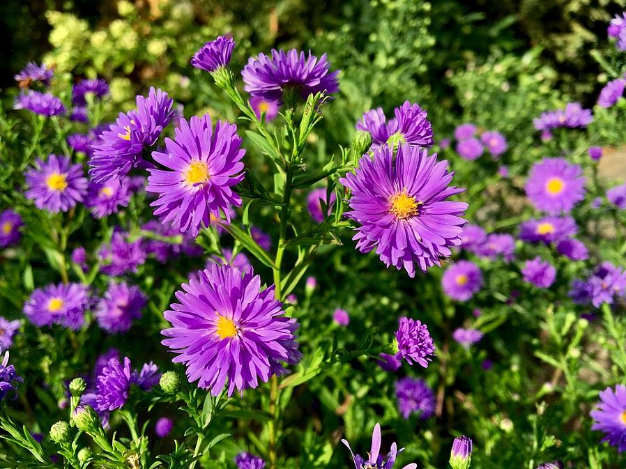 Blomsten er velkommen i efterårshaven for at komplimentere mødre