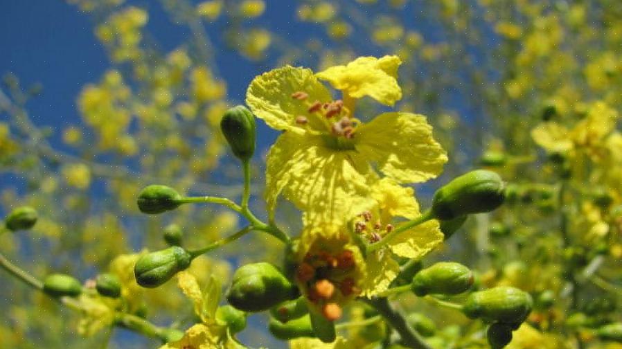 Formålet med mandlig pollen er at bestøve kvindelige plantedele