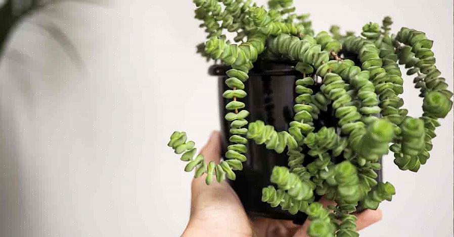 Former egner Crassula-planter sig til meget beskrivende almindelige navne