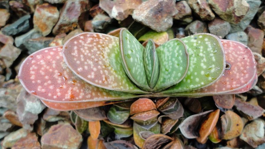 Gasteria planter er modtagelige for svampeinfektioner