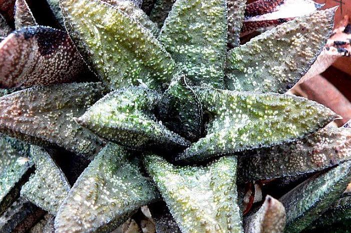 Gasteria planter kan lide mere organisk materiale i deres jord end de fleste sukkulenter
