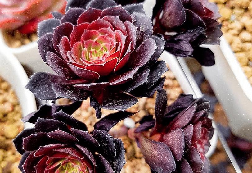 Relativt almindelig Aeonium sammenlignet med nogle af de mere esoteriske planter