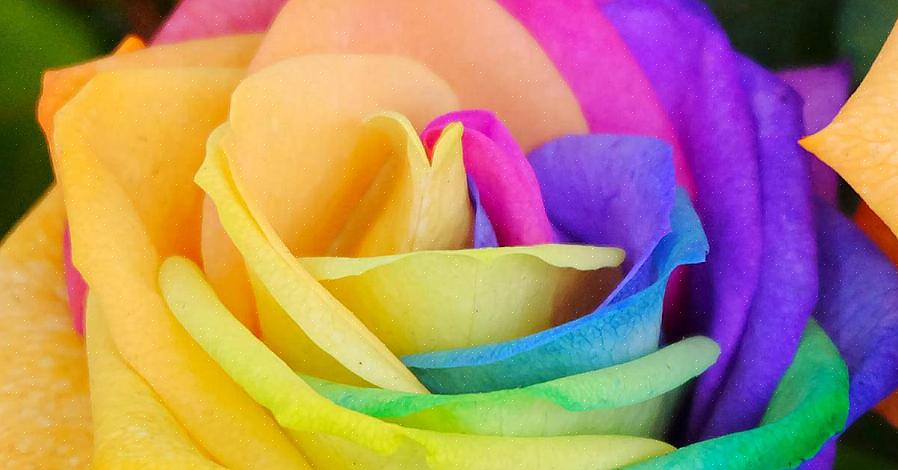 Men er det muligt at dyrke en enkelt regnbue rose