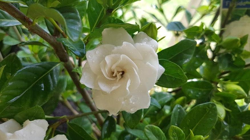 At orkidé-dufte er mest synlige under fugtige forhold