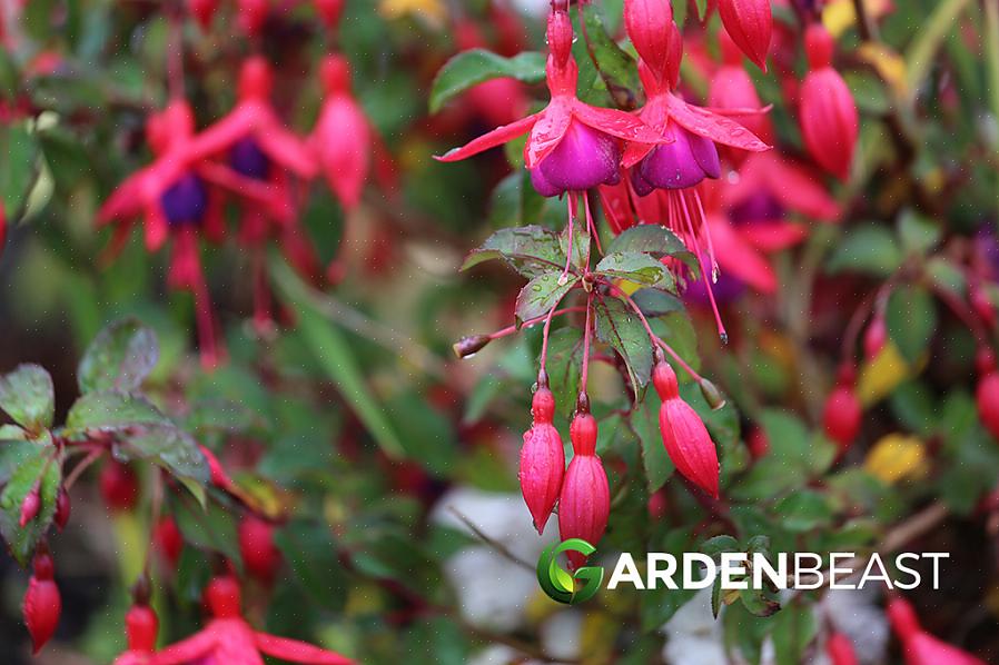 De eksotiske blomster af "Swingtime" fuchsiaer pryder dine hængende kurve med blomster fra juni til oktober