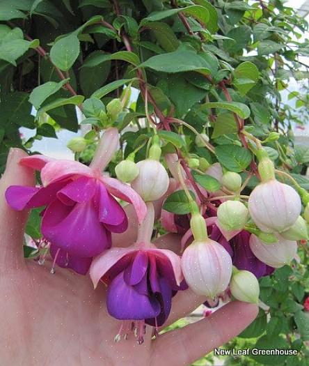 Fuchsia "Alba" er en elegant tilføjelse til den hvide blomsterhave
