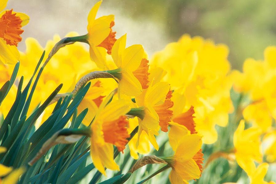 I varme klimaer blomstrer denne plante om vinteren gennem det tidlige forår