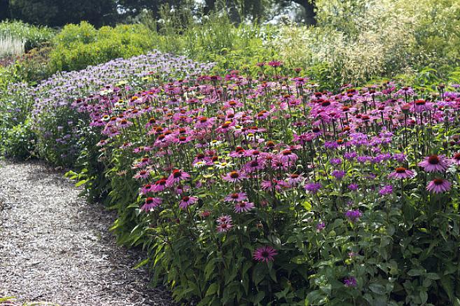 Andre smukke bordeauxblade blomster til at prøve i den solrige grænse inkluderer hårdfør hibiscus 'Summer