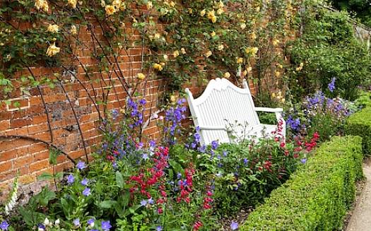 Planter med bordeauxrød løv udfylder kløften mellem blomstrende cyklusser i din sommerblomstgrænse