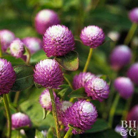 Hvide eller røde blomster på kloden amaranth trækker også sommerfugle