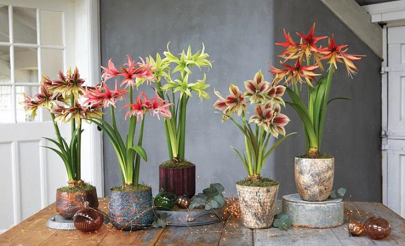 At Amaryllis ikke blomstrer