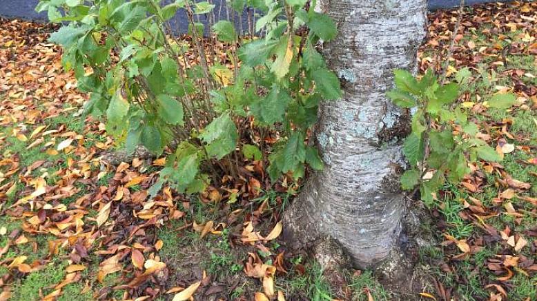 Sugere betragtes normalt som uønskede - du vil have planten