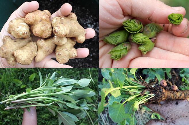 Bare plant din have eller frugtplantage en gang