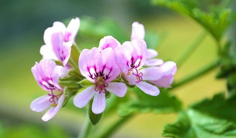 Duftende pelargoner har kirtler i bunden af deres bladhår