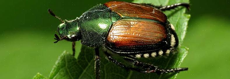 Der almindeligvis anvendes til japansk billebekæmpelse (Steinernema spp.)