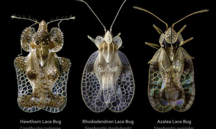 Den kvindelige blondebug indsætter æggene i bladene på værtsplanterne