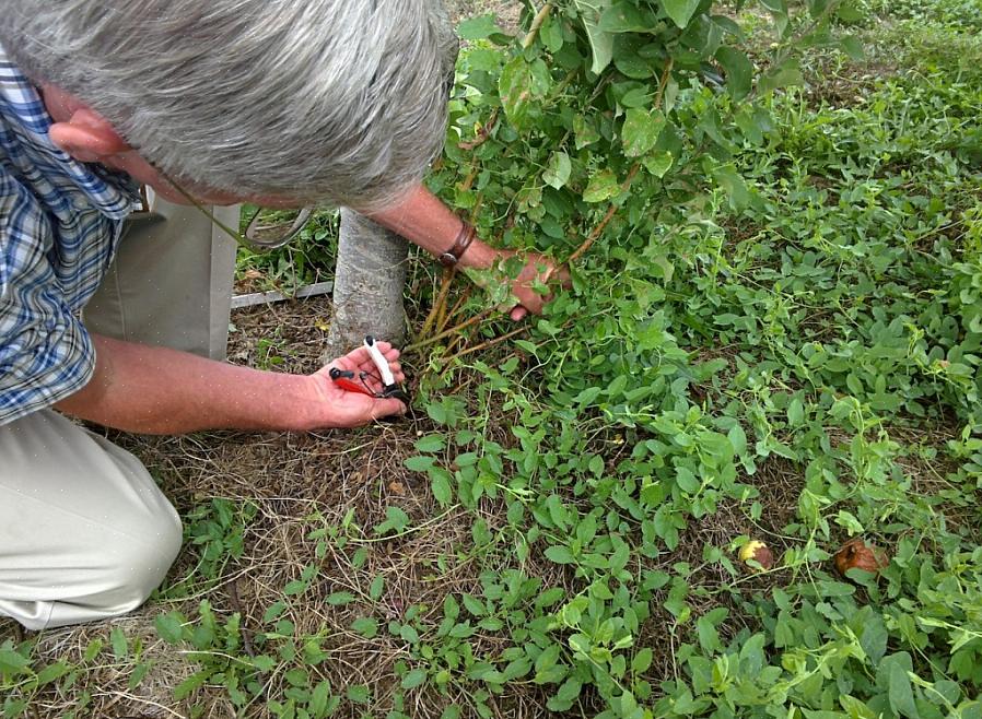 Overtager til sidst planten