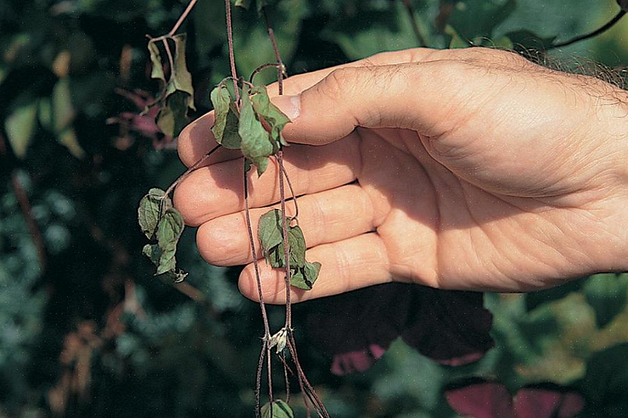 Stilkene på din clematis-vinstok til at tørre