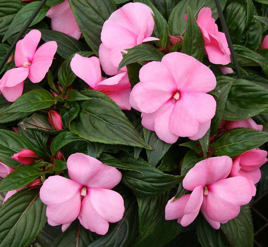 Der påvirker Impatiens-planter for nylig
