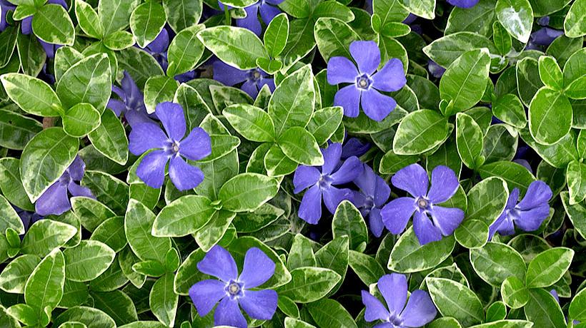 Kaniner vil rive i tidlige blomstrende delikatesser som krokus i det tidlige forår