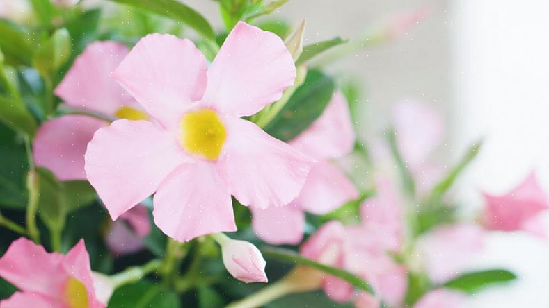 I modsætning til mange blomstrende planter vil Dipladenia eller Mandevilla tåle noget tørhed