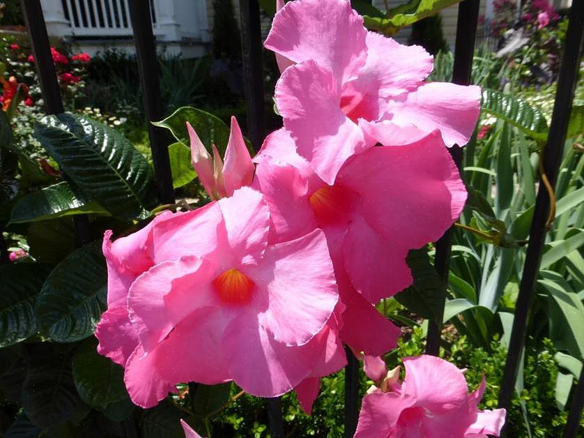 At Mandevilla og Dipladenia er de samme planter