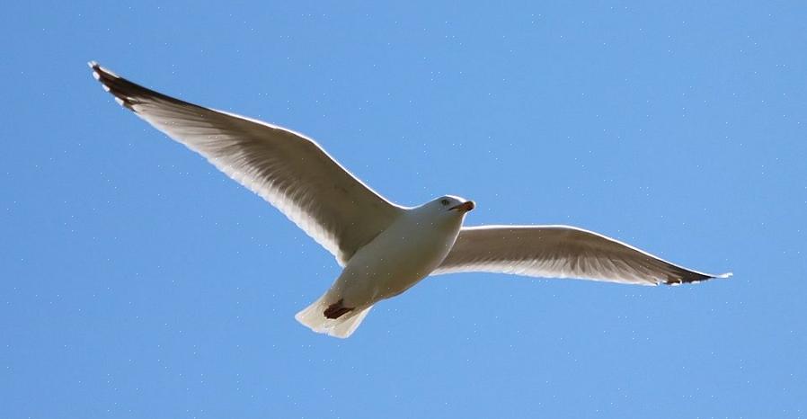 Hjælper fugle med at flyve