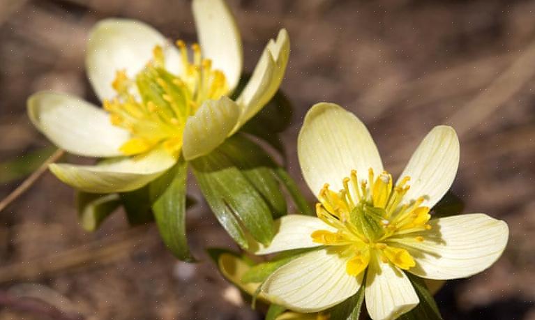 Monkshood "behøver" aldrig opdeling