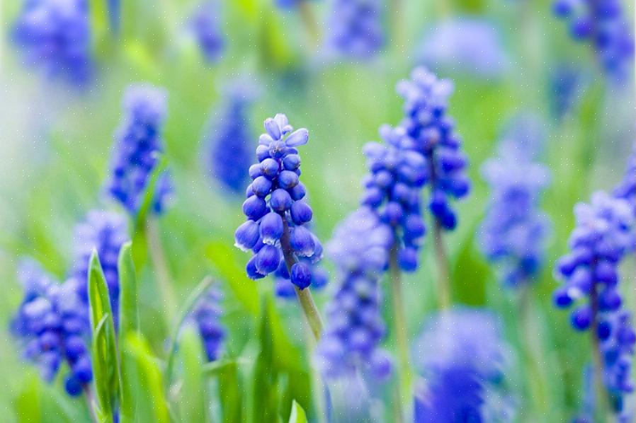 For at opdele pærer skal du forsigtigt trække de små pærer fra bunden af planten