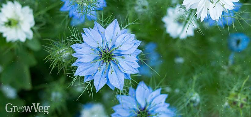 Men de fleste flerårige blomster vil ikke blomstre før deres anden vækstsæson