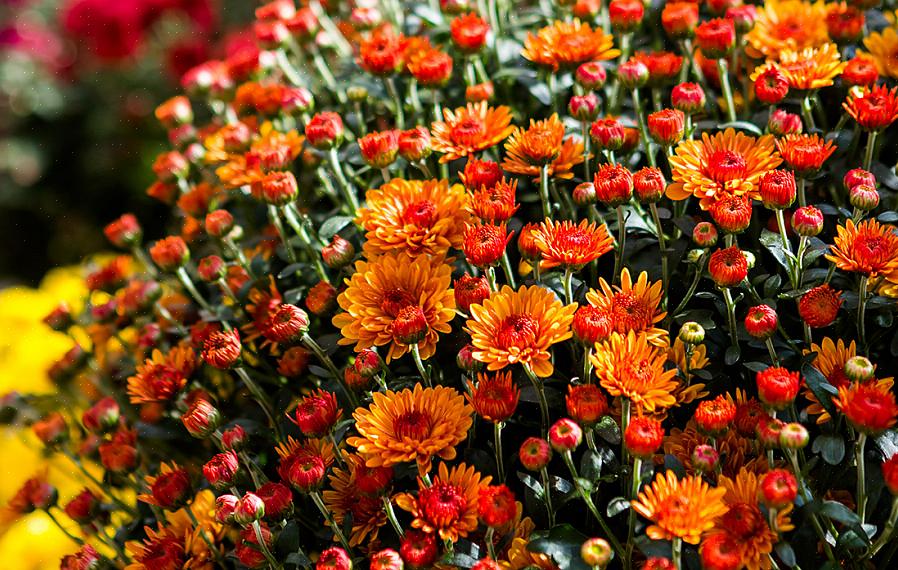 Når du vælger årlige blomster til maksimal blomstring