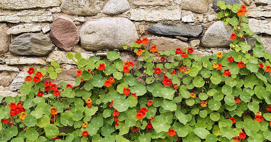 Nasturtiums er meget tilbøjelige til bladlus