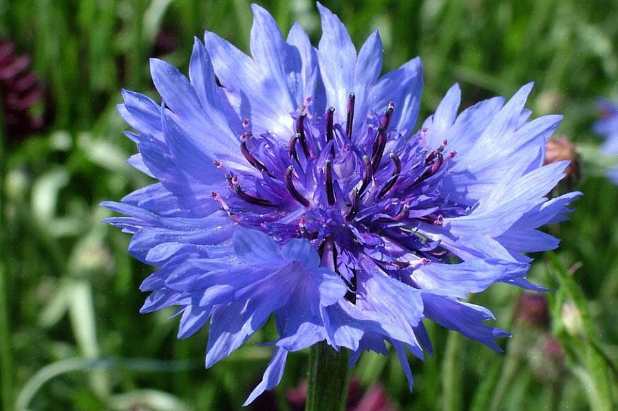 Kornblomster er enårige